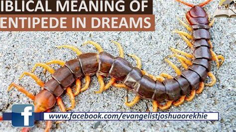 dream of a centipede|prophetic dream symbol meaning centipede.